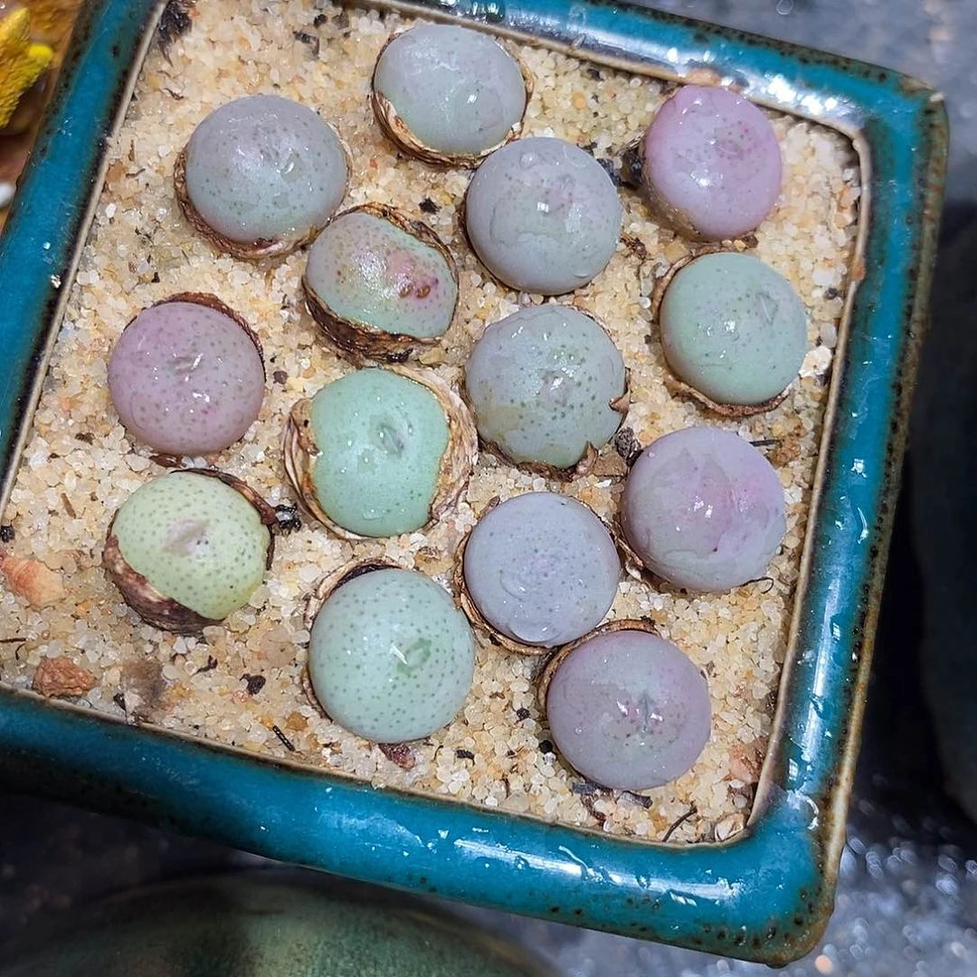 小拳拳两颗一组。