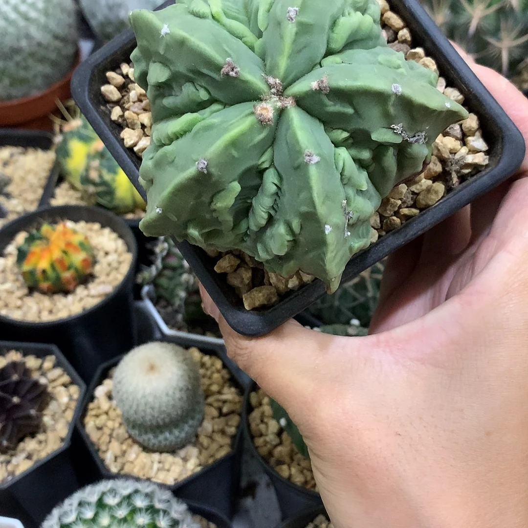 当前无花栽培后可以开花实生根核桃仙人球
