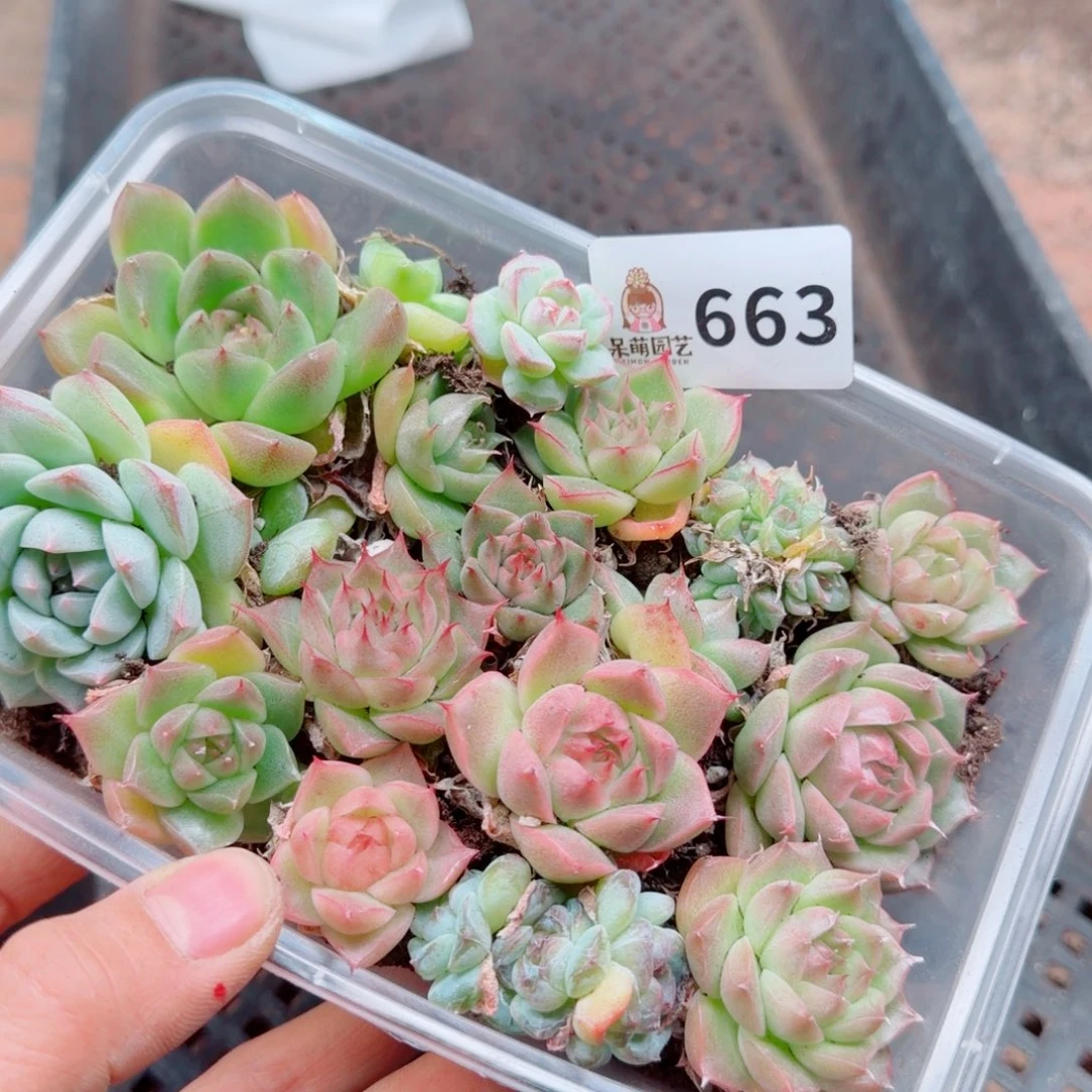 多肉植物多肉植物