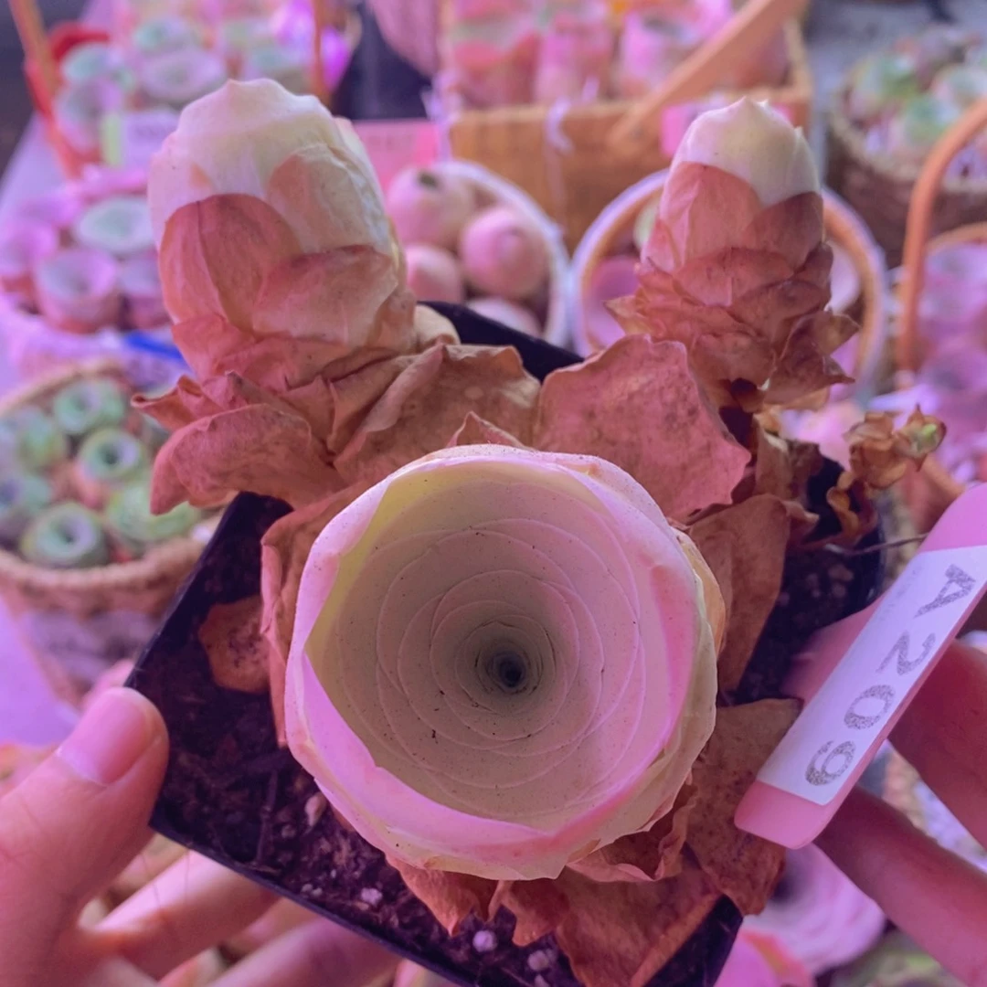 A209山地玫瑰 脱土裸根发货