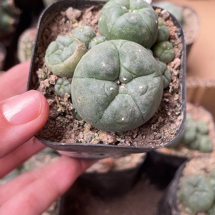 233仙人球鱼群植物
