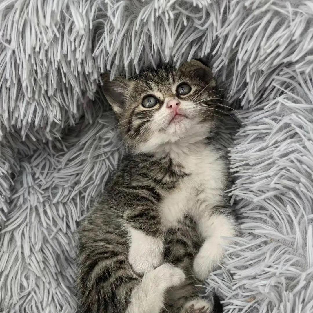 中华田园猫活体混血猫宠物猫狸猫橘猫黑白猫奶牛猫三花猫幼猫包邮