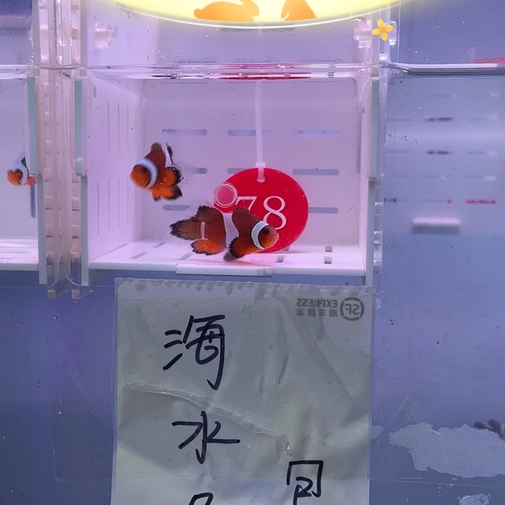 海水鱼精品公子礼服一对