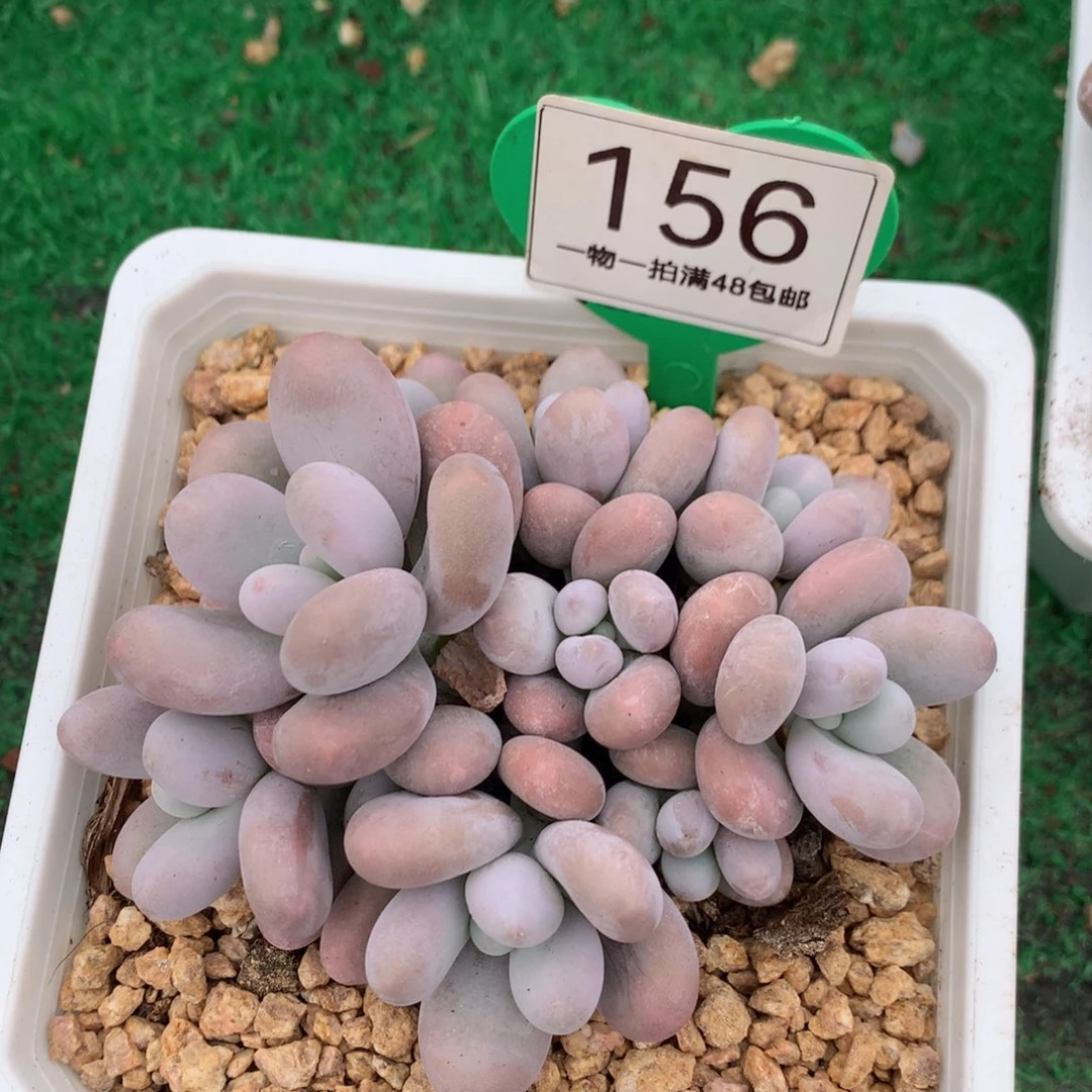 原始奶酪无砍平头156