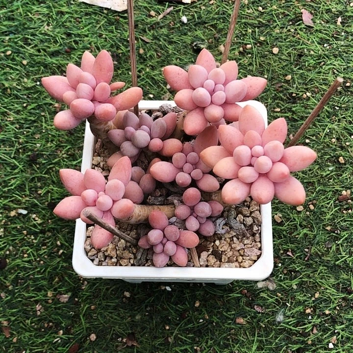 汤圆手指多肉植物