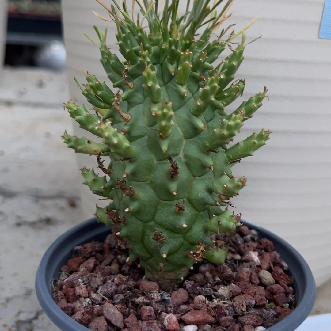多肉植物斗牛角大戟实生