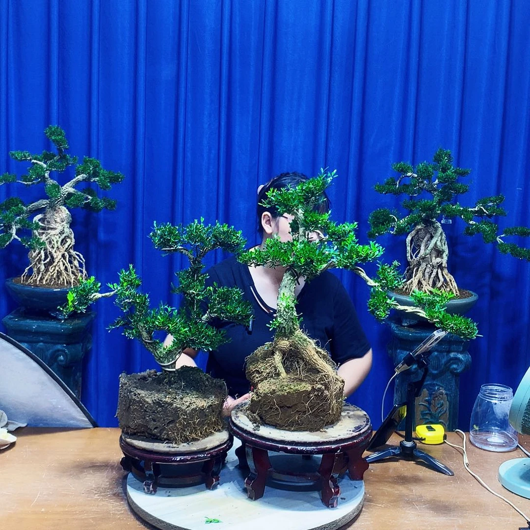 无花朵黄杨盆景一物一拍