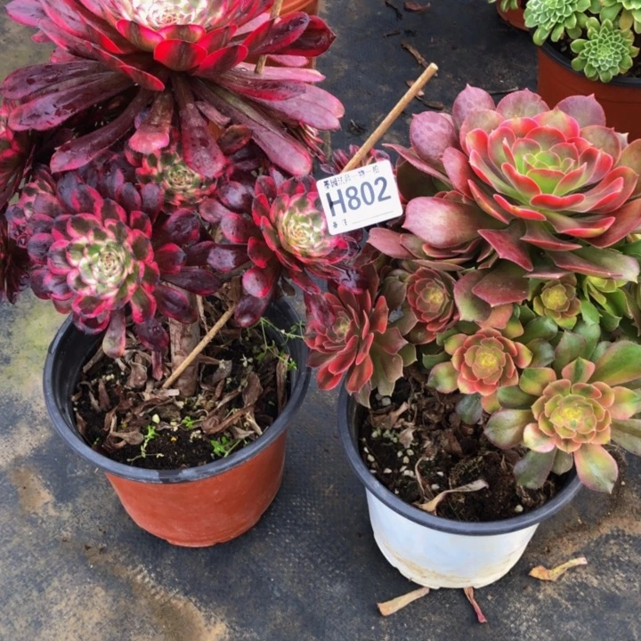 俩颗多肉80200000000