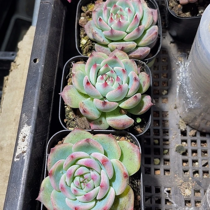 吉娃娃带盆土发货