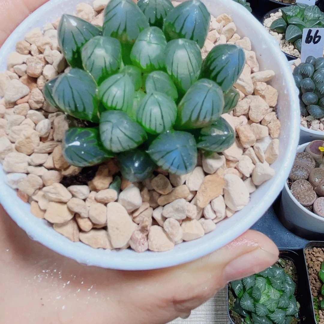 龙爪多肉植物6666