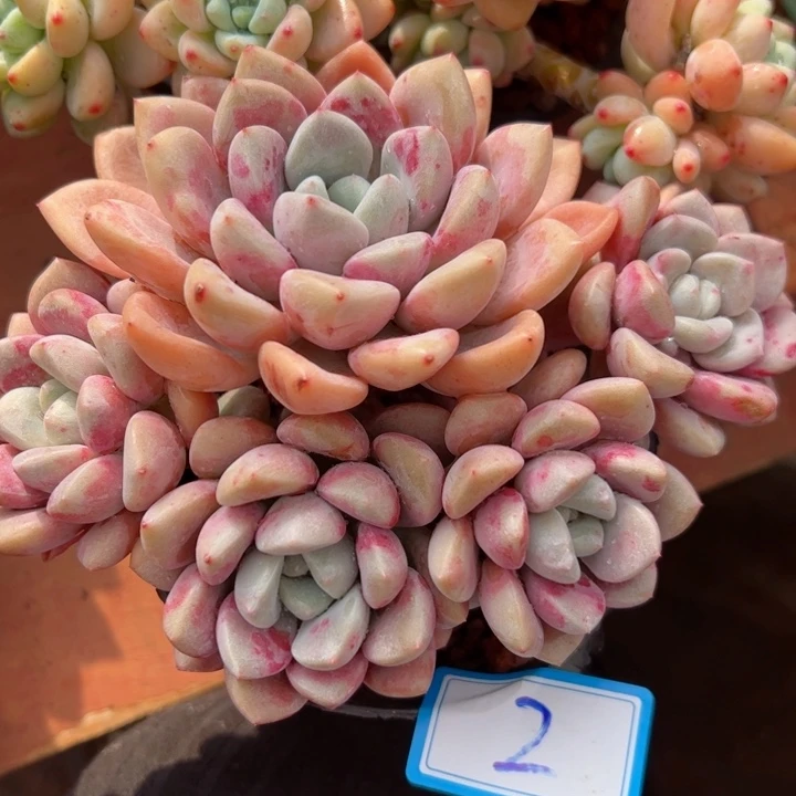 2花瓣露平平安安健健康康