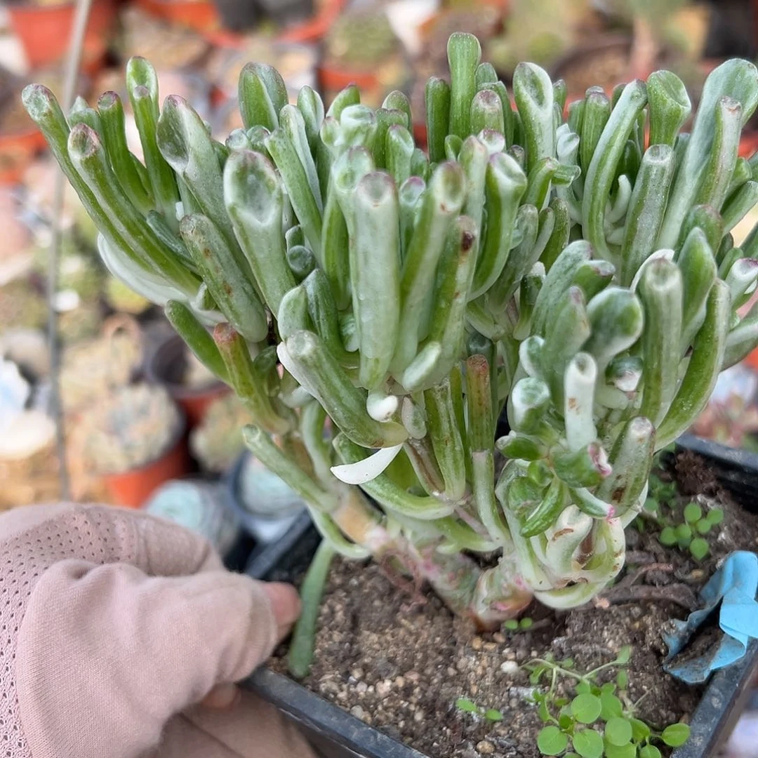 多肉植物吸财树锦