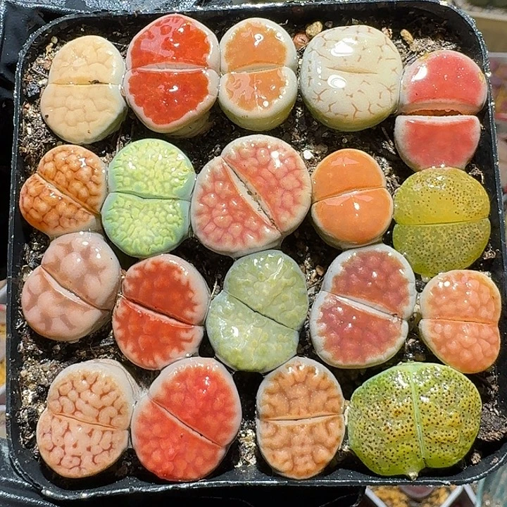 生石花1221222。  无售后。  213