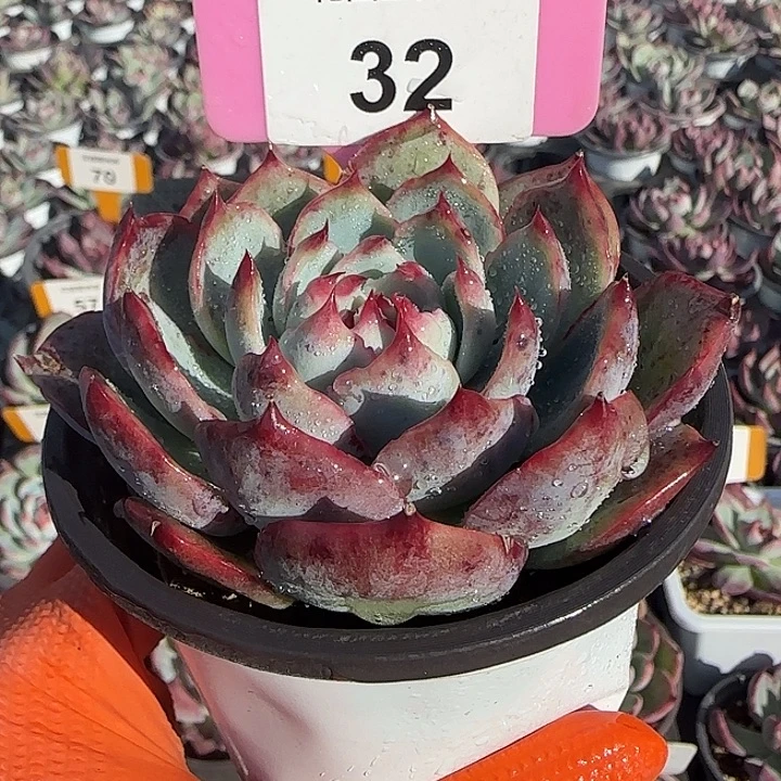 32 惊鸿仙子多肉植物