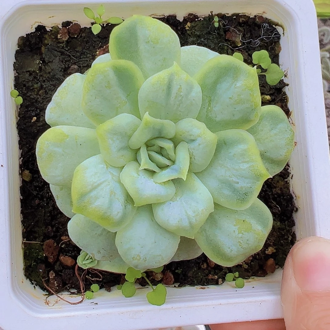 泡泡莎裙19包邮多肉植物