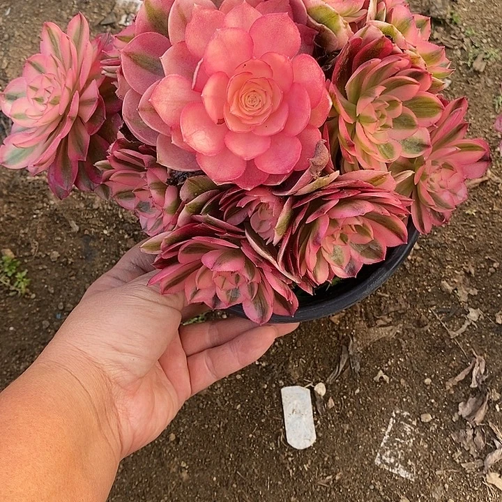 清***物多肉植物倾城630多肉