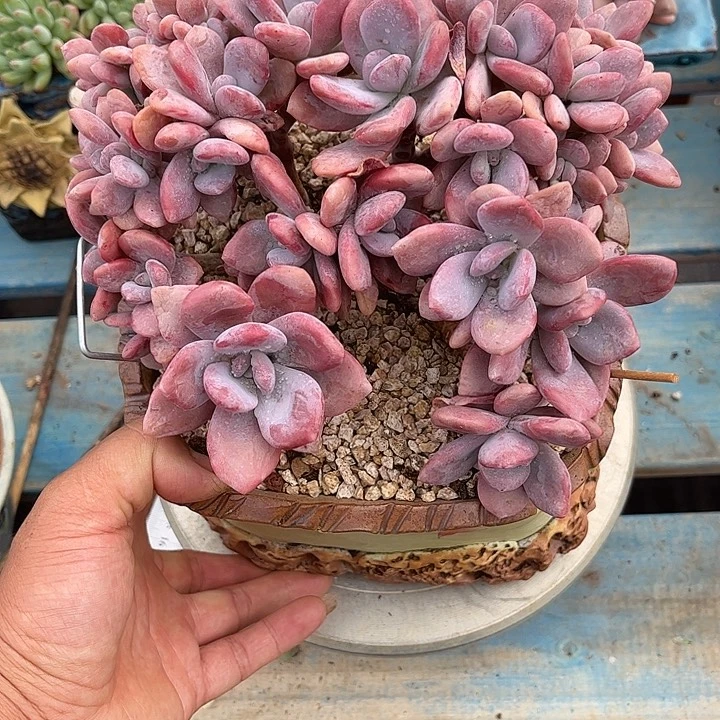 多肉植物一物一拍