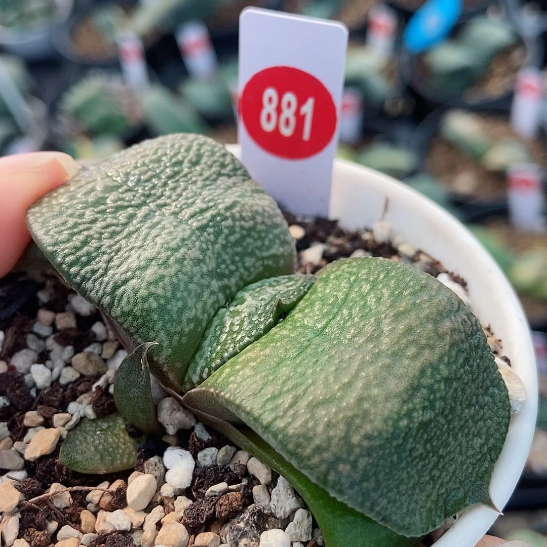 881卧牛实生大白釉带盆发货