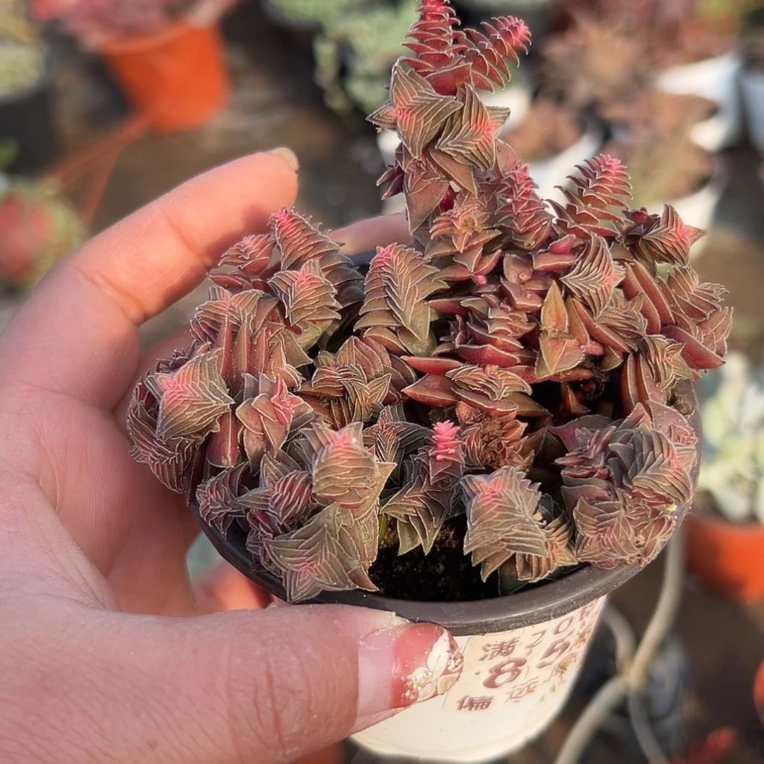 多肉植物茜之塔群
