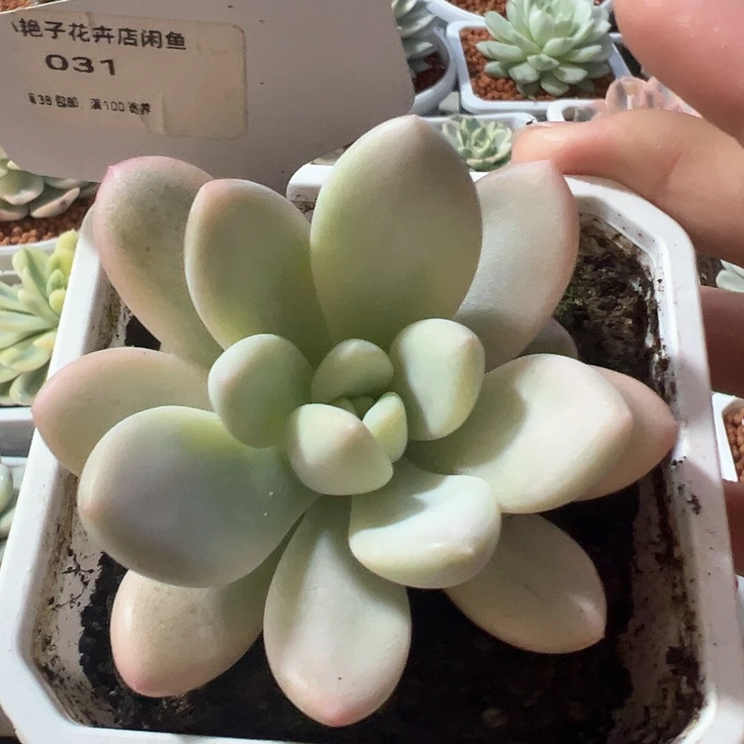 31号香水杂多肉植物