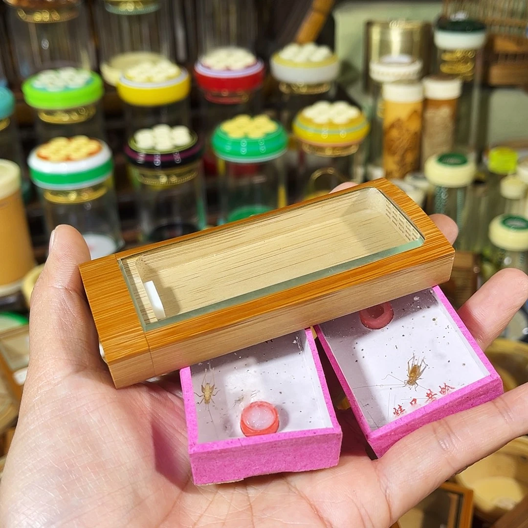 蟋蟀老竹整挖黄蛉盒+两盒小黄蛉