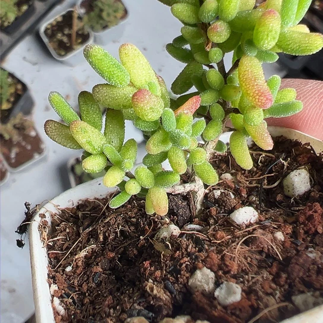 花斑锦老桩的50杯挑