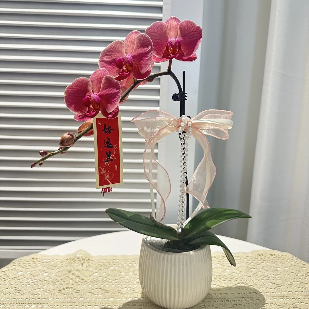 家成女神节 【纳博纳】蝴蝶兰花卉四季好养带花剑带盆1-1