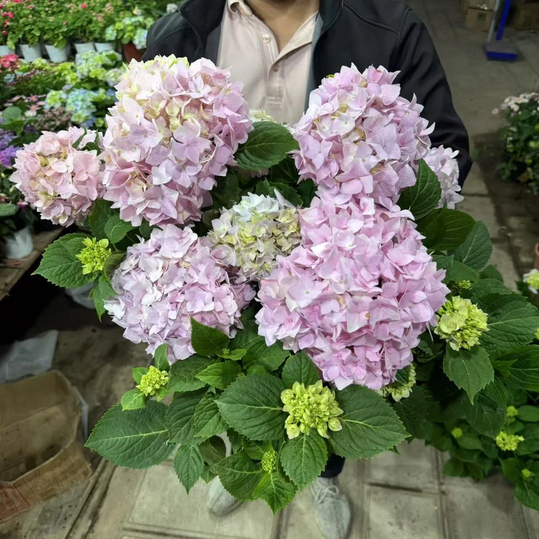 【胖胖】绣球花（五年大颗无尽夏）带花苞发货盆栽地载花园阳台好养