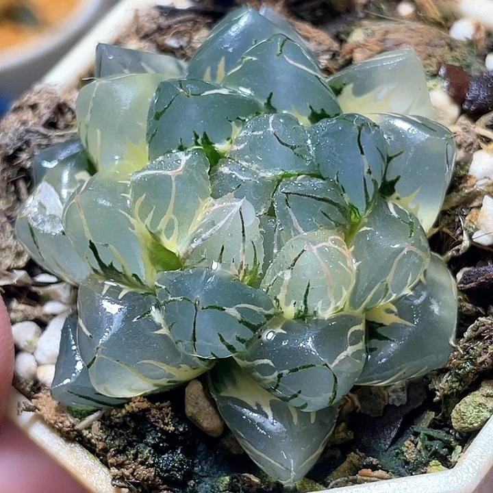 820亚成水中月锦母本级别