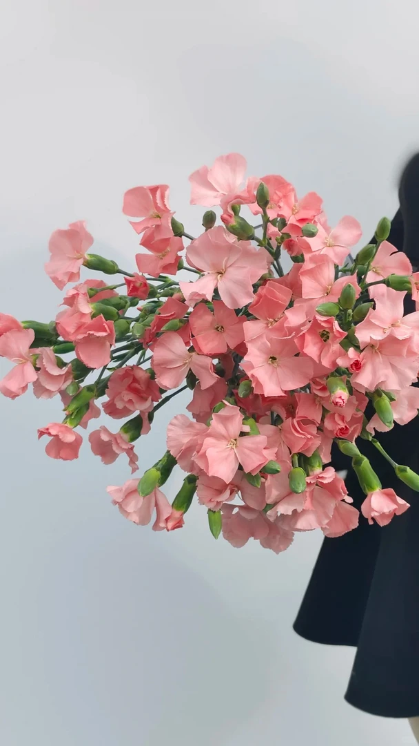 秋香--多丁康乃馨1束--收到第一时间醒花