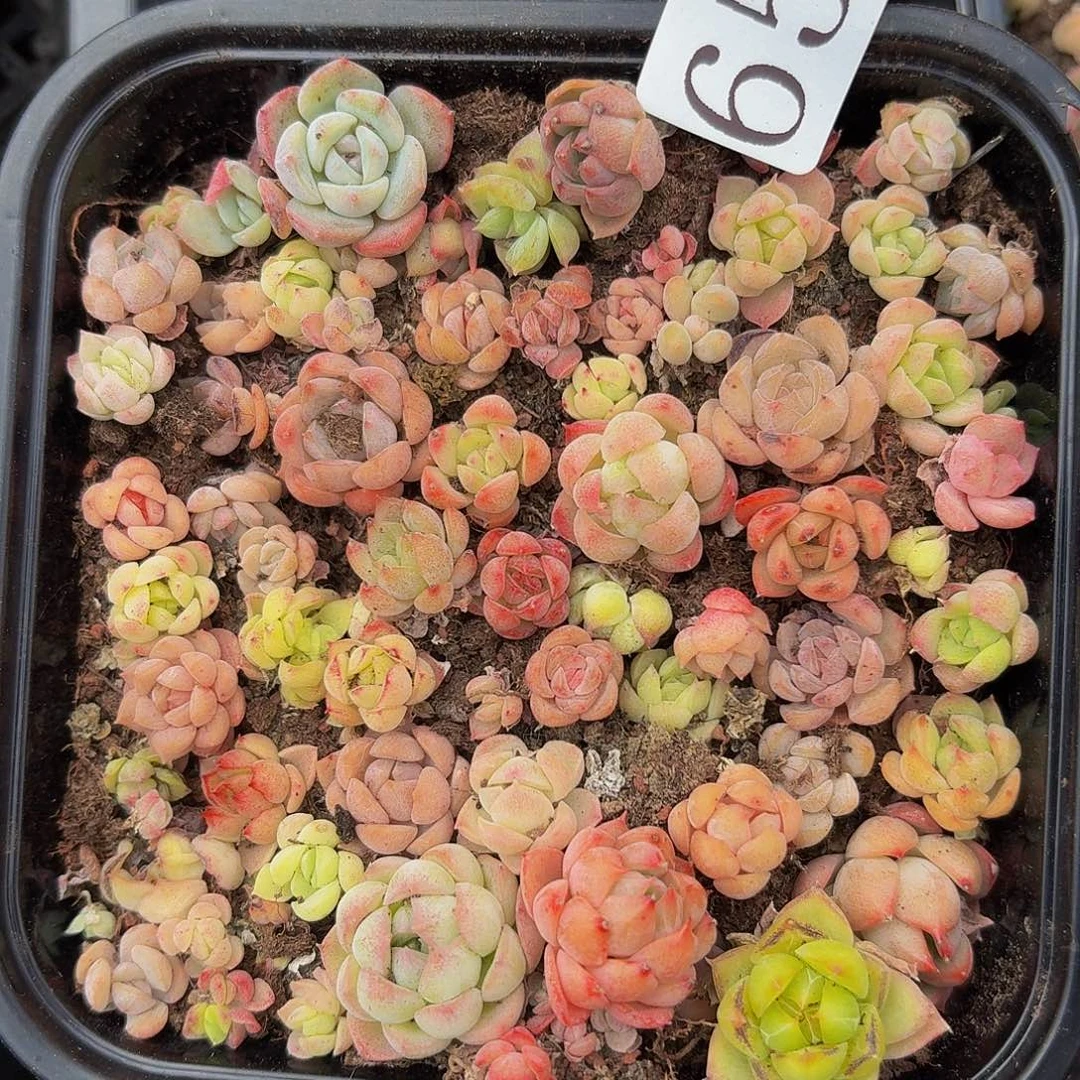 多肉植物多肉植物659