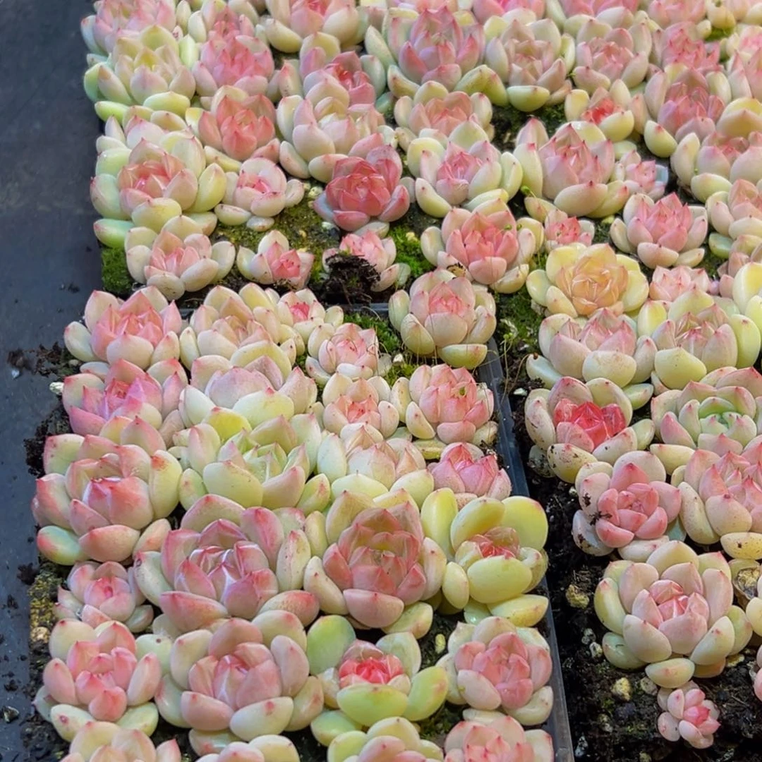 285多肉植物量拍一盒保底24颗