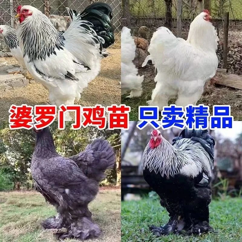 正宗婆罗门 宠物鸡半斤左右