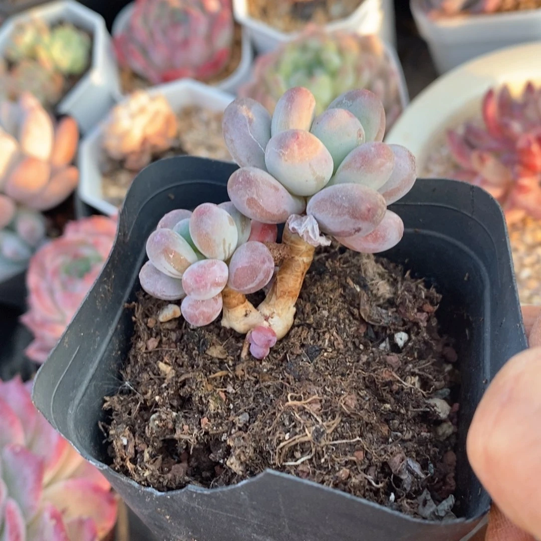 精品多肉一物一拍不包整166