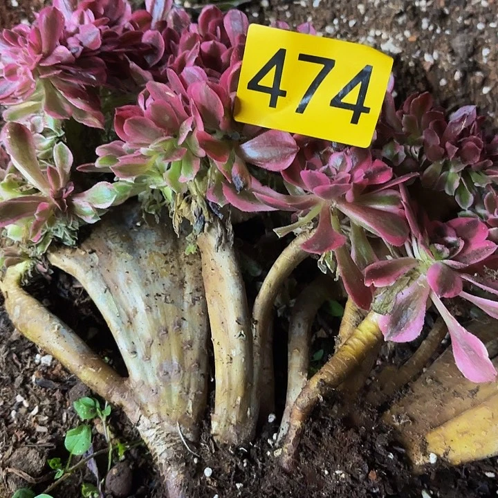 多肉植物福利474