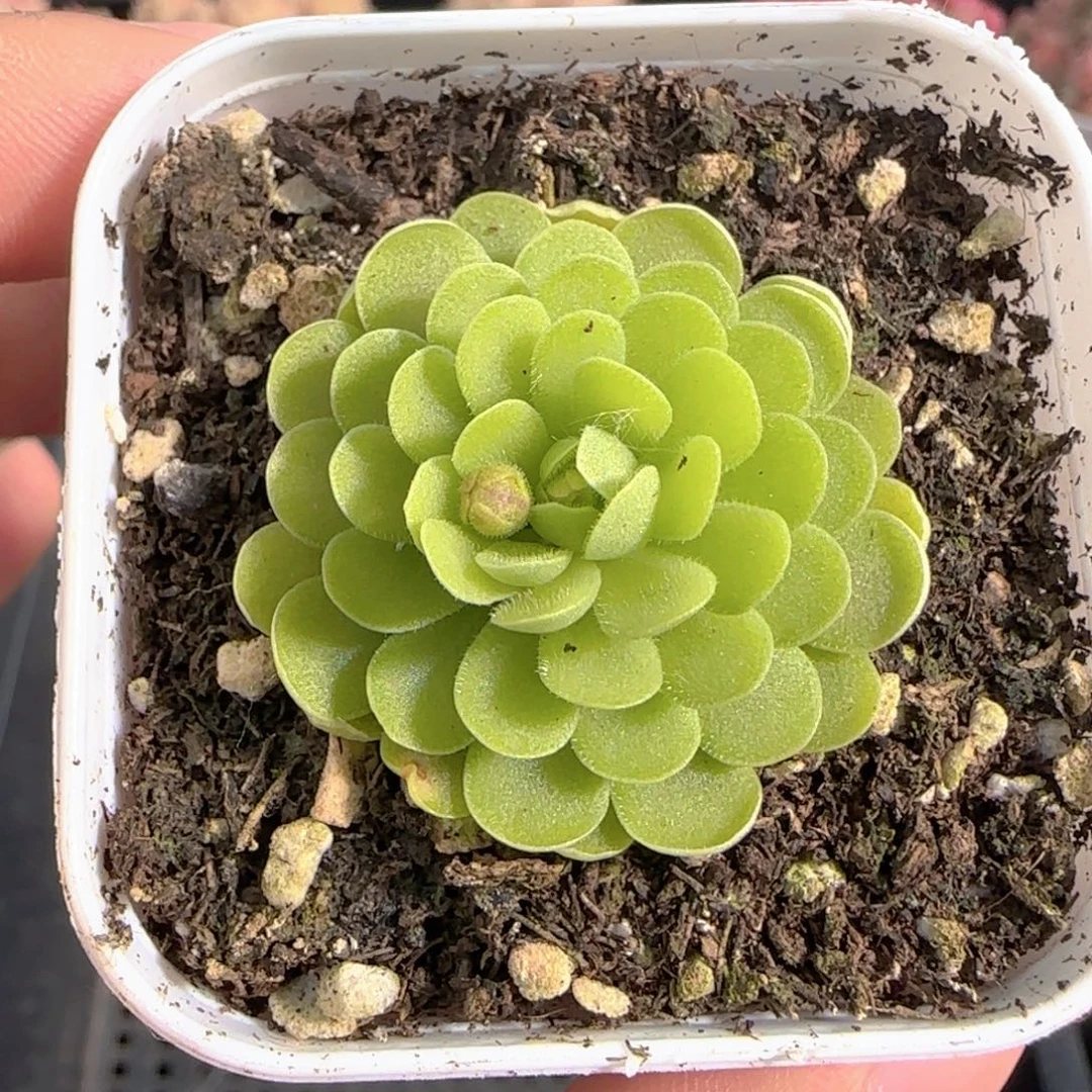 多肉1227-199捕虫堇