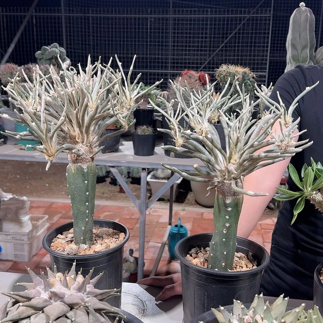 O***3苗接美杜莎仙人球