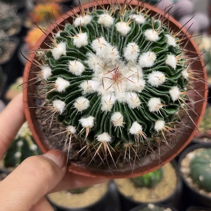 多棱玉仙人球自根