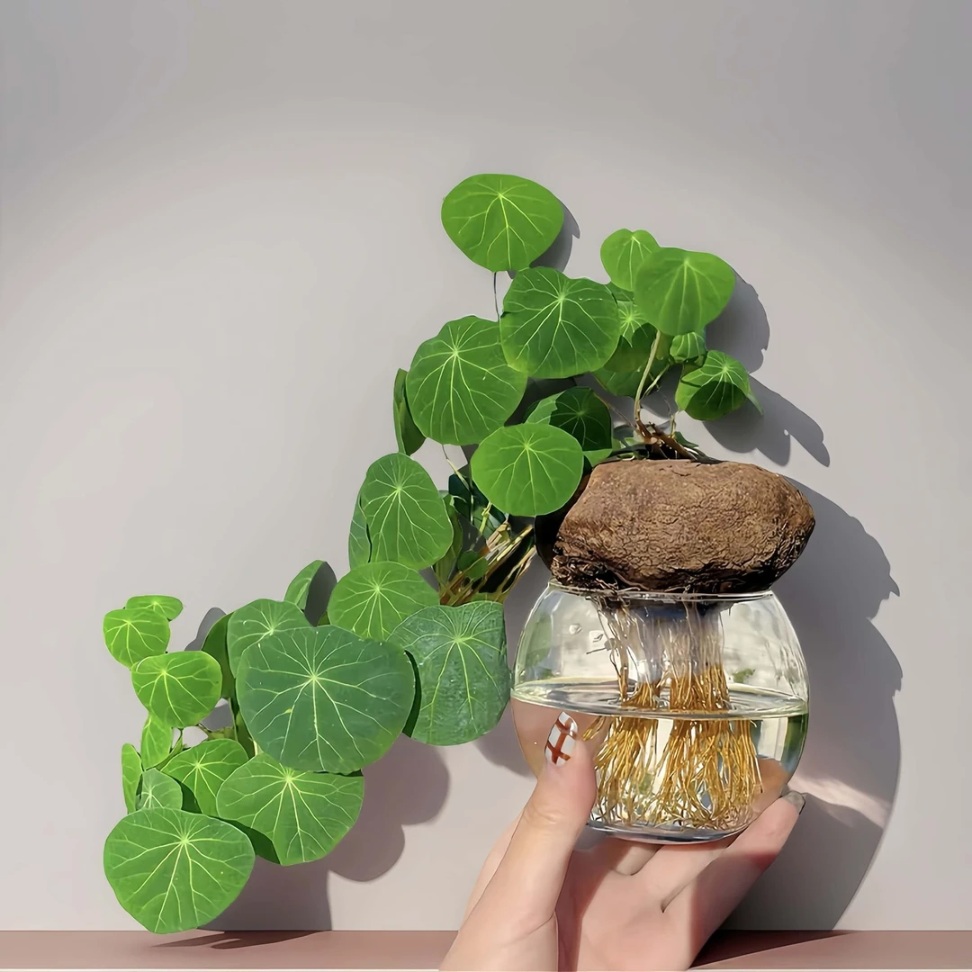 山乌龟 种球盆栽水培爬藤植物红藤圆叶血藤懒人绿植室内室外客厅