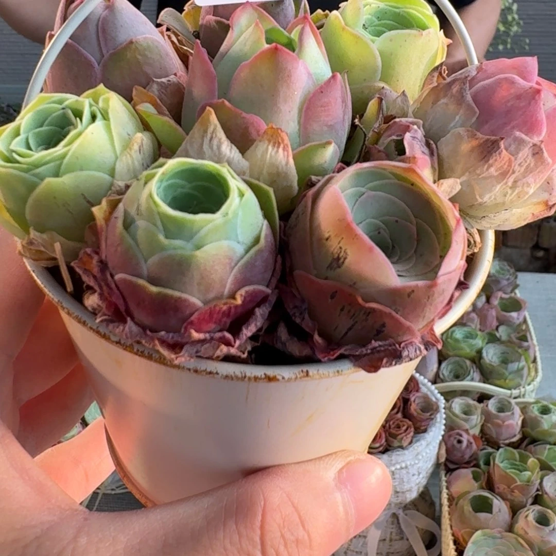 糖*子A673 铁艺花盒玫瑰组合