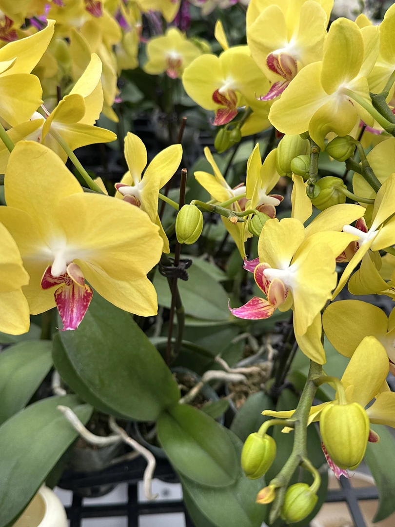 【黄金树】蝴蝶兰 好养耐养花期长 苗情优质 基地直发