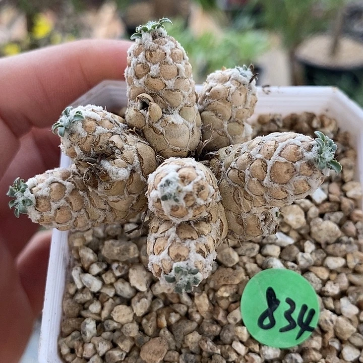 834苏铁厚敦菊一一一一一一一