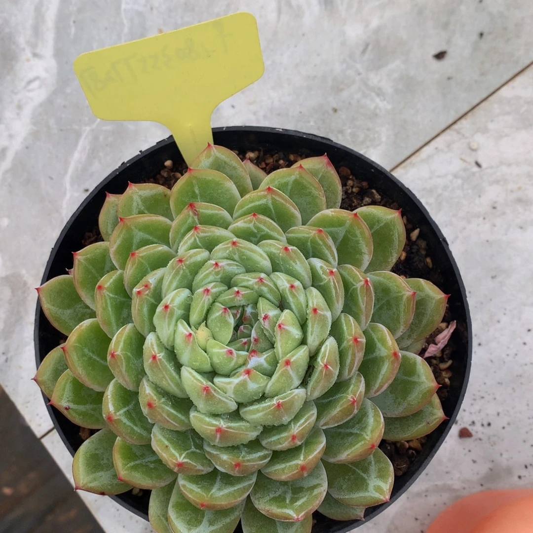 雪花珍妮ttwtwtwtwywwy