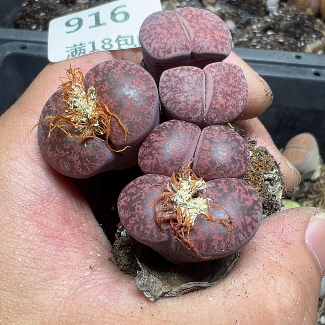 【闪购商品】凝* 916。