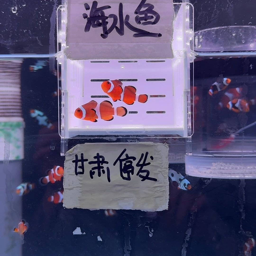 海水鱼4.5+配4+精品黑边公子一对