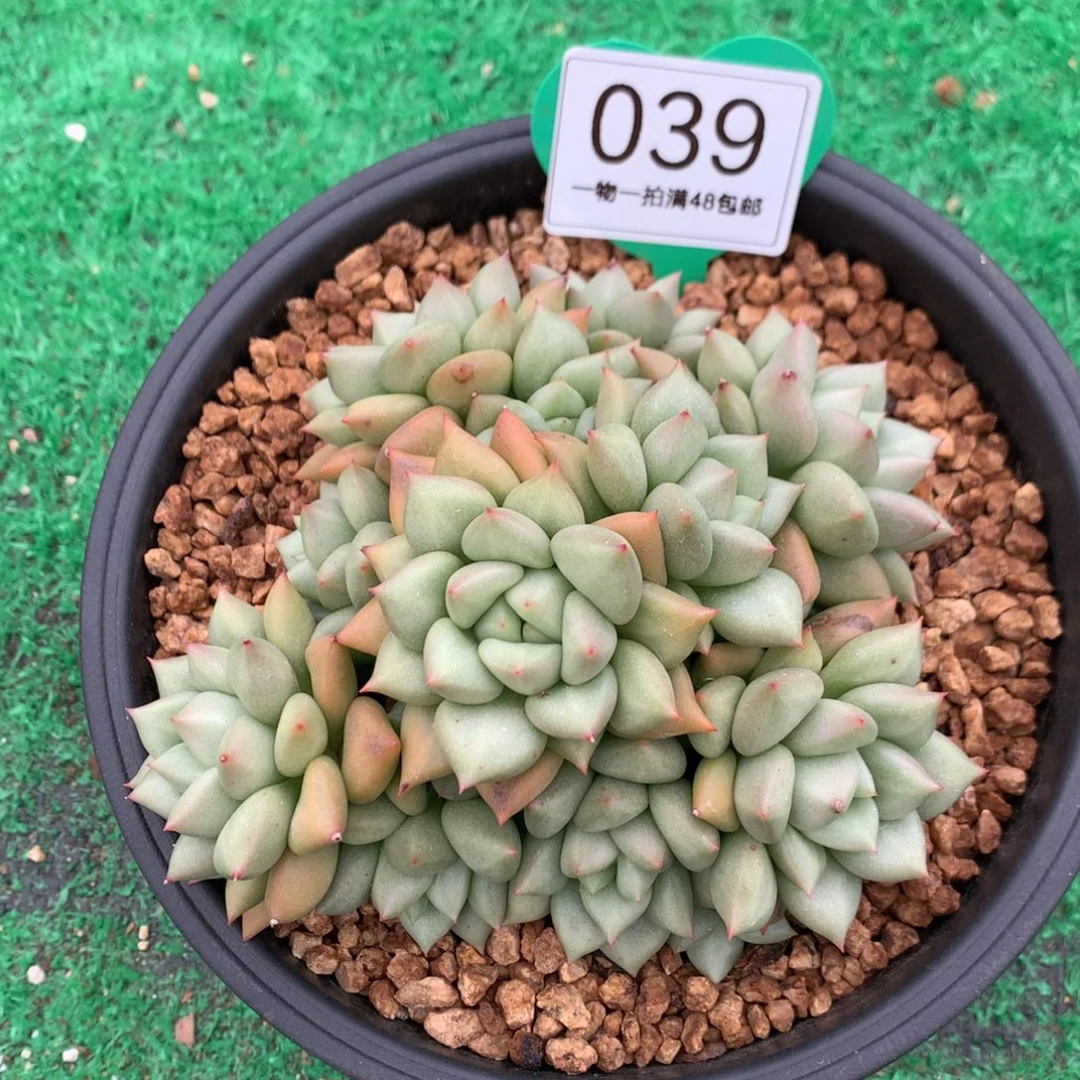 黄金象牙老桩无砍039