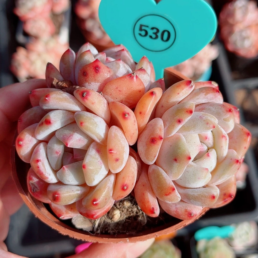 530号小老桩韩橙群