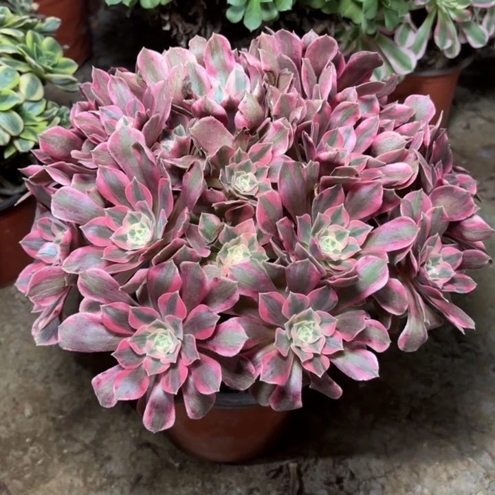 多肉植物法师女妖29