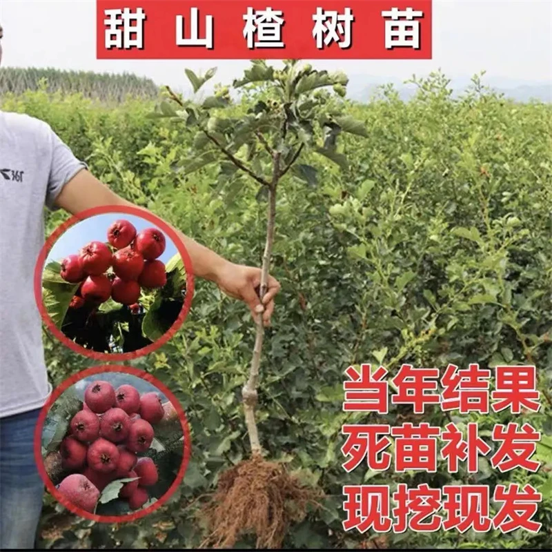 山楂树活苗无籽甜大山楂树苗当年结果盆栽地栽嫁接山楂树果苗带土