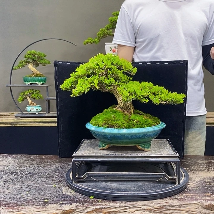 无花朵黄杨盆景四季常青